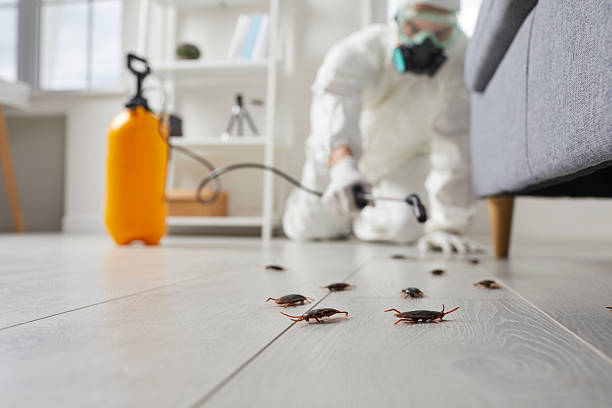 Commercial Rodent Management in Sweet Home